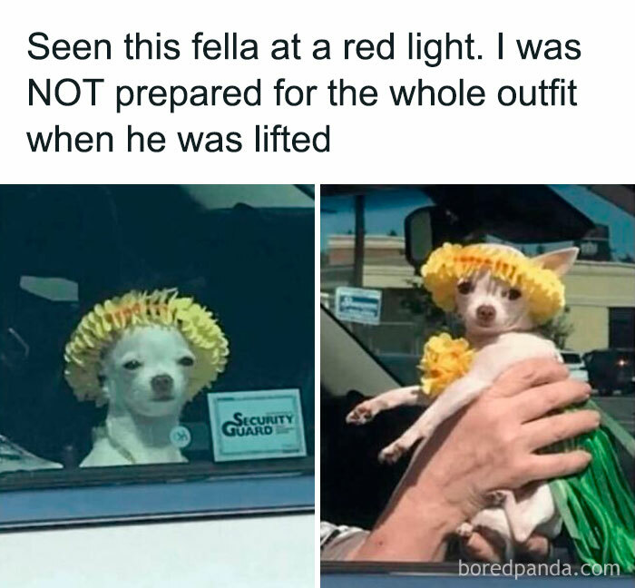 Chihuahua wearing a yellow flower outfit in a car, humorously labeled as a security guard.