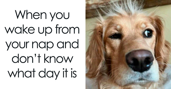 50 Wholesome Animal Memes That Might Just Turn Your Day Around