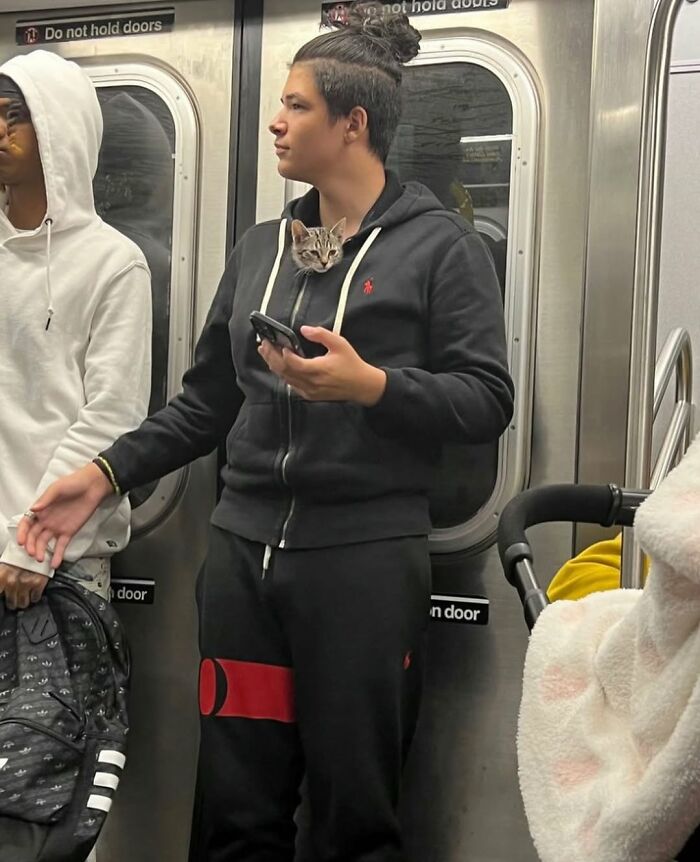 Person on New York subway with a kitten peeking out of their hoodie, holding a phone.