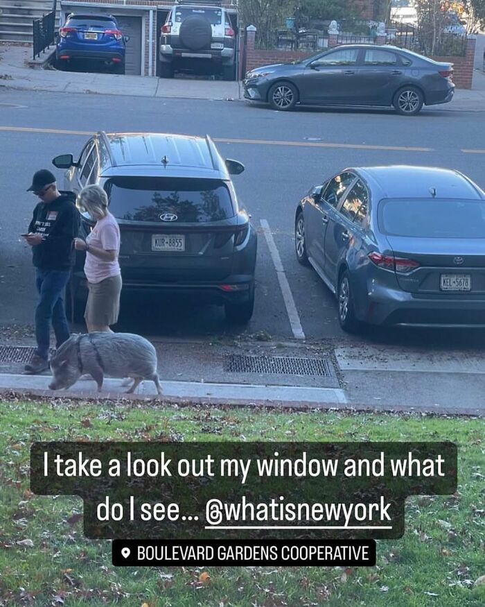 People with a pig on a sidewalk near parked cars in New York.