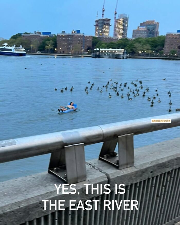 Person floating on an inflatable lounger in New York's East River surrounded by ducks.