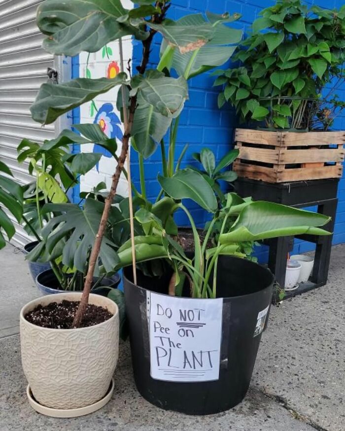 Potted plants on New York sidewalk with a humorous sign saying, "Do not pee on the plant."