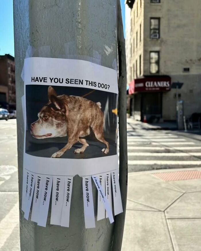 Missing dog poster with a humorous twist on a pole in New York City.