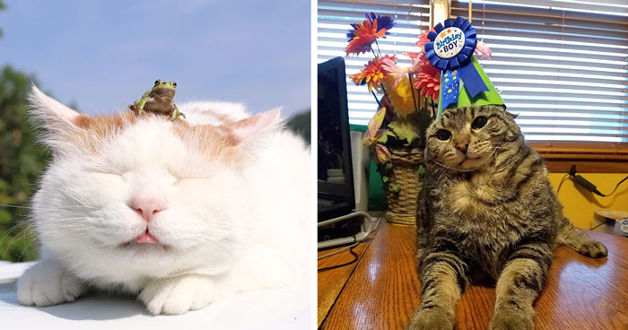 32 Ameowsing Pics Of Stuff On Cats That Might Make You An Instant Fan Of Felines