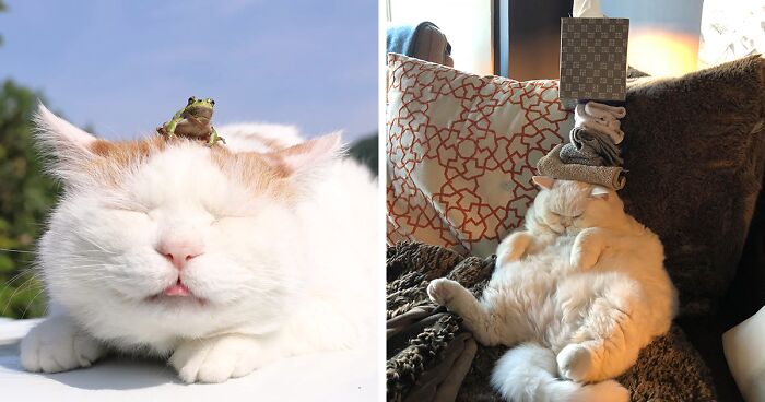 32 Hiss-terical Pics Of Cats With Stuff On Them From This Dedicated Online Community