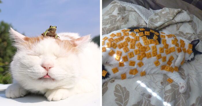 32 Funny Pics Of Stuff On Cats That Will Probably Make You Like Felines Even More