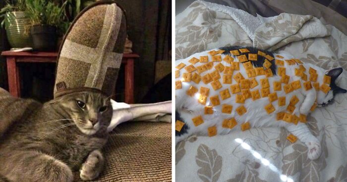 32 Pics Of Cats With Stuff On Them That Might Bring Tears Of Laughter, As Shared By Netizens