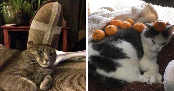 32 Pics Of Cats With Stuff On Them As Posted By This Dedicated Online Community