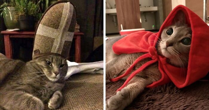 32 Ameowsing Pics Of Stuff On Cats That Might Make You An Instant Fan Of Felines