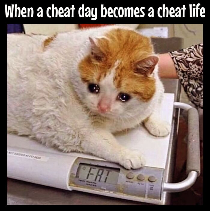 Chubby cat on a scale with "FAT" displayed, humorously illustrating dieting frustrations.