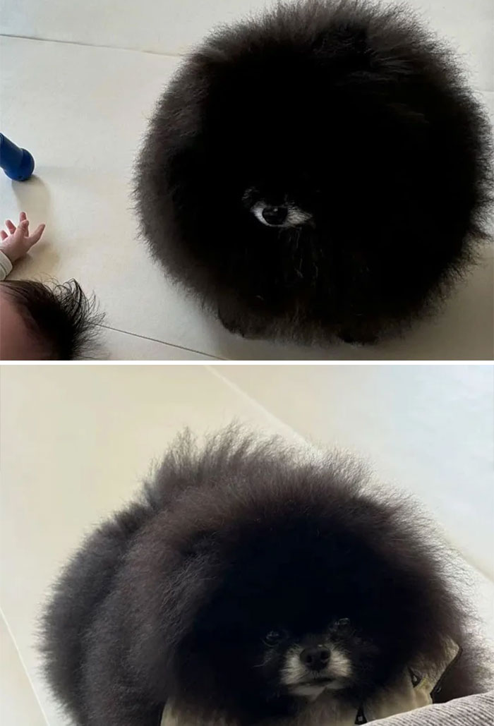 Fluffy black dog resembling a "cryptid dog" captured from the top and front views.