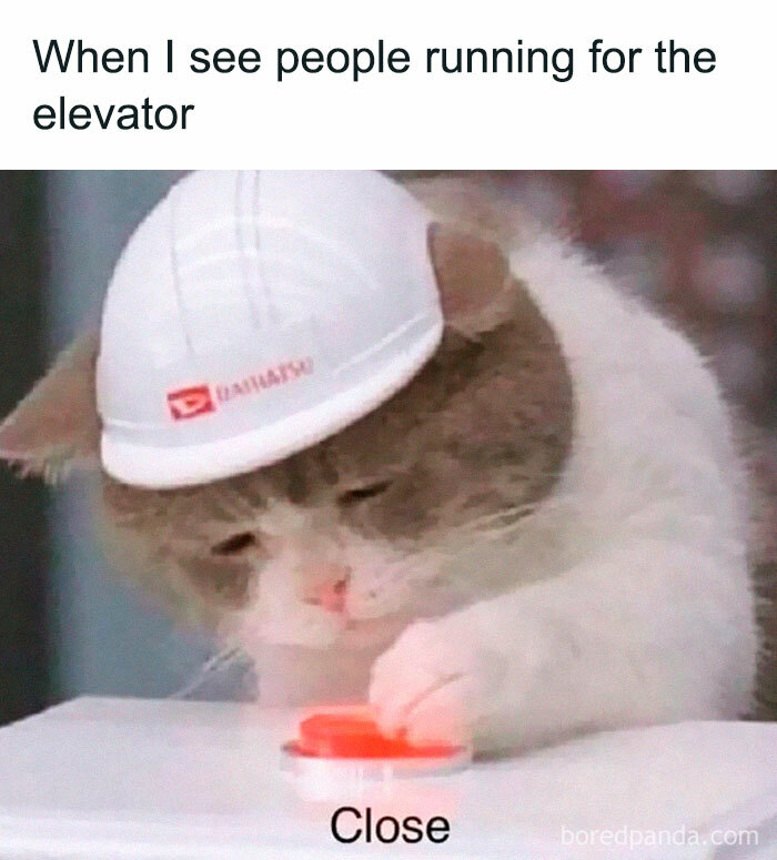 Cat in hard hat humorously pressing elevator button labeled "Close."