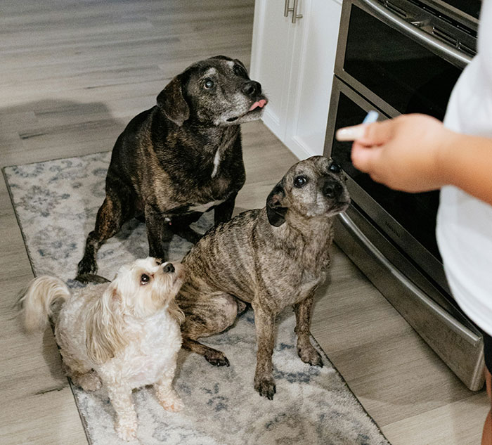 New Mom Bursts Into Tears After Her Sister Gives Her Daughter ‘Dog Food’