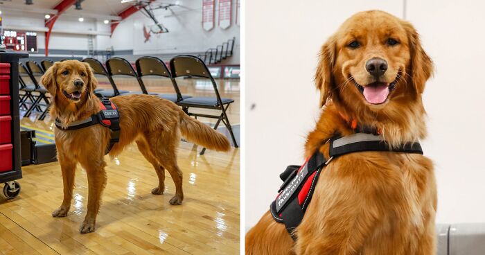 College B-Ball Team Employs Golden Retriever As Their ‘Director Of Pawsitivity,’ And Netizens Love It