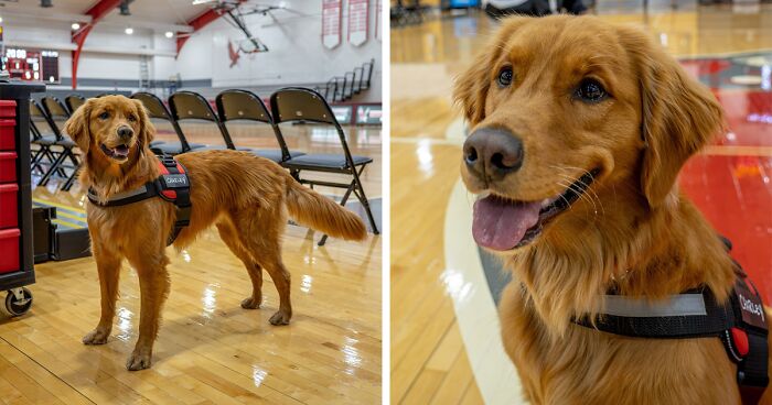 This Women’s Basketball Team Just Welcomed A New Member Who’s Furry, Friendly And Full Of Joy