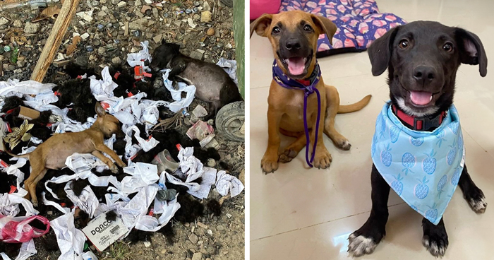 Person Finds 2 Tiny Puppies Using Trash For A Bed, Helps Them Get Rescued And Get A Major Glow-Up