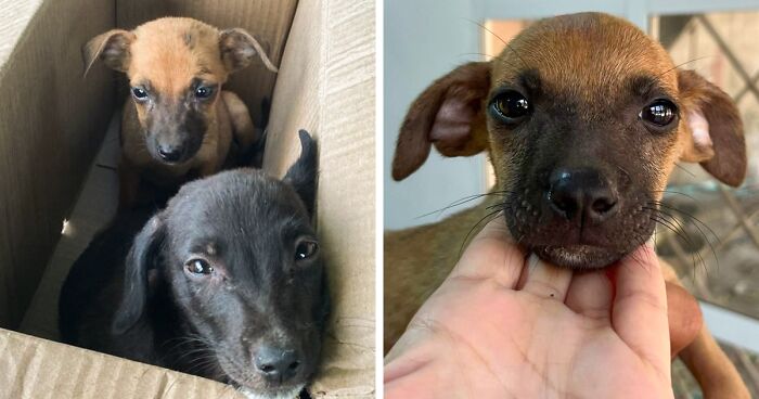 Person Finds 2 Tiny Puppies Using Trash For A Bed, Helps Them Get Rescued And Get A Major Glow-Up