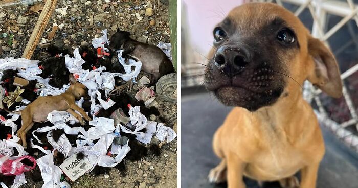 These Poor Puppies Were Saved From A Garbage Pile, And Rescuers Couldn’t Be Happier For Them