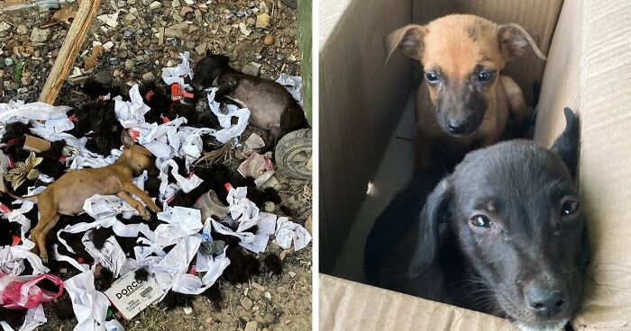 Person Finds 2 Tiny Puppies Using Trash For A Bed, Helps Them Get Rescued And Get A Major Glow-Up