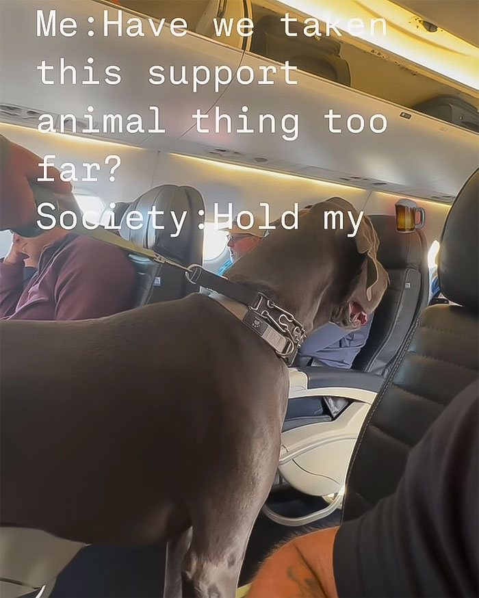 “This Is Ridiculous”: Passenger Dragged For Unleashing “Emotional Support” Great Dane On Plane