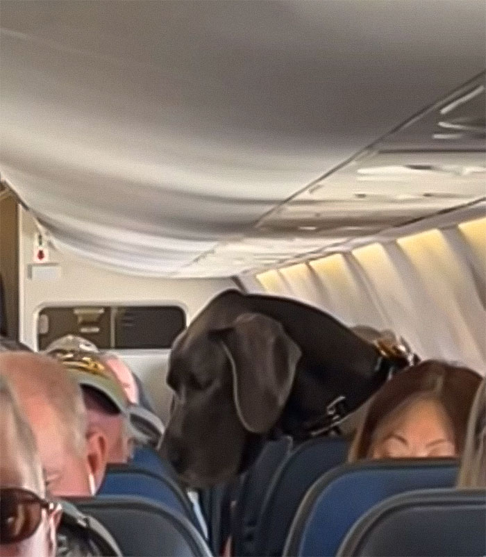 “This Is Ridiculous”: Passenger Dragged For Unleashing “Emotional Support” Great Dane On Plane