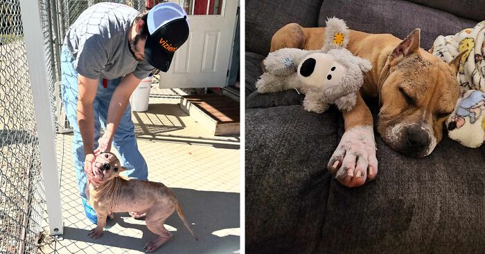 Hairless Stray Dog Undergoes Incredible Transformation And Finds A New Loving Family