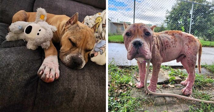 Hairless Stray Dog Undergoes Incredible Transformation And Finds A New Loving Family