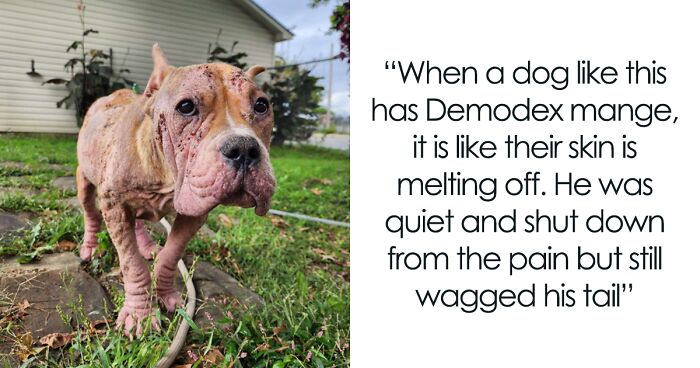 Demodex Mange Turned This Dog’s Body Into One Big Sore, But He Never Stopped Wagging His Tail