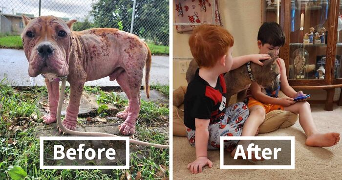 Hairless Stray Dog Undergoes Incredible Transformation And Finds A New Loving Family