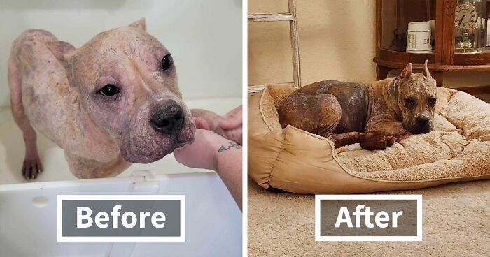 Hairless Stray Dog Undergoes Incredible Transformation And Finds A New Loving Family