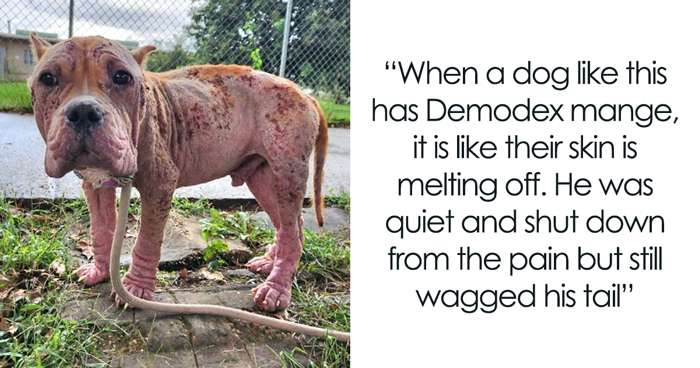 Hairless Stray Dog Undergoes Incredible Transformation And Finds A New Loving Family