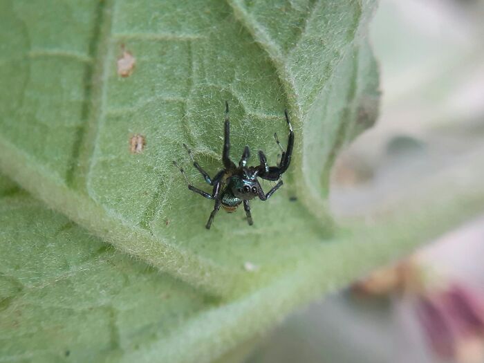 Tiny spider on a green leaf, illustrating professions seen as relationship red flags.