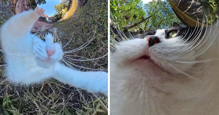 39 Hilariously Silly Photos Of Cats Taken With A 360 Camera By This Owner