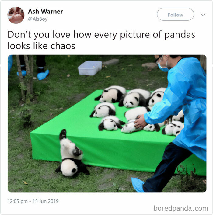 Person in blue outfit arranging playful panda cubs on a green mat, referencing chaos in science memes humor.