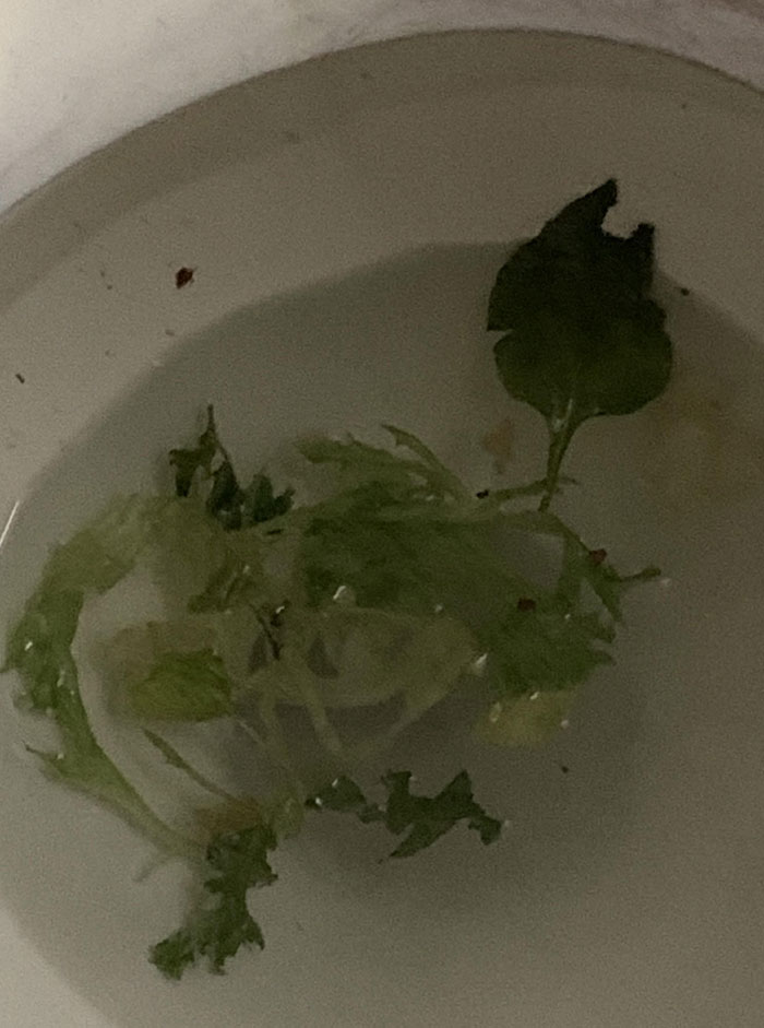 Lettuce leaves floating in a toilet, illustrating an example of horrible roommates' messy habits.