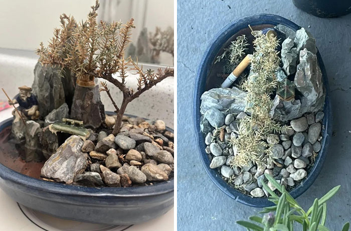 Bonsai plant mistreated with cigarette butt in rocky pot, illustrating horrible-roommates experience.