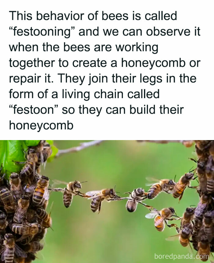 Bees forming a festoon, creating a living chain to build a honeycomb, illustrating a fascinating aspect of how everything works.