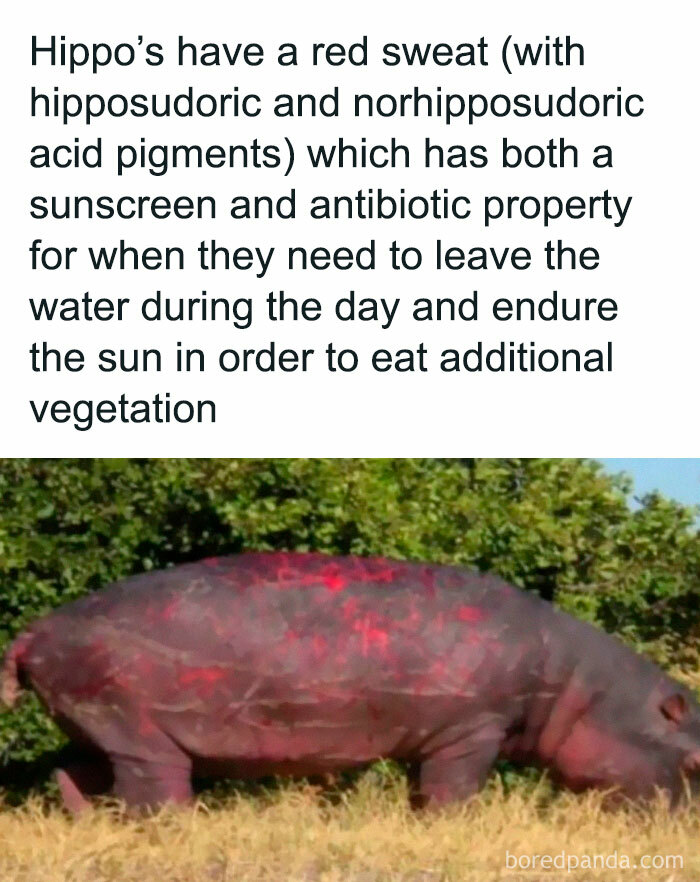 Hippo with red sweat acting as sunscreen and antibiotic, nibbling vegetation under the sun.