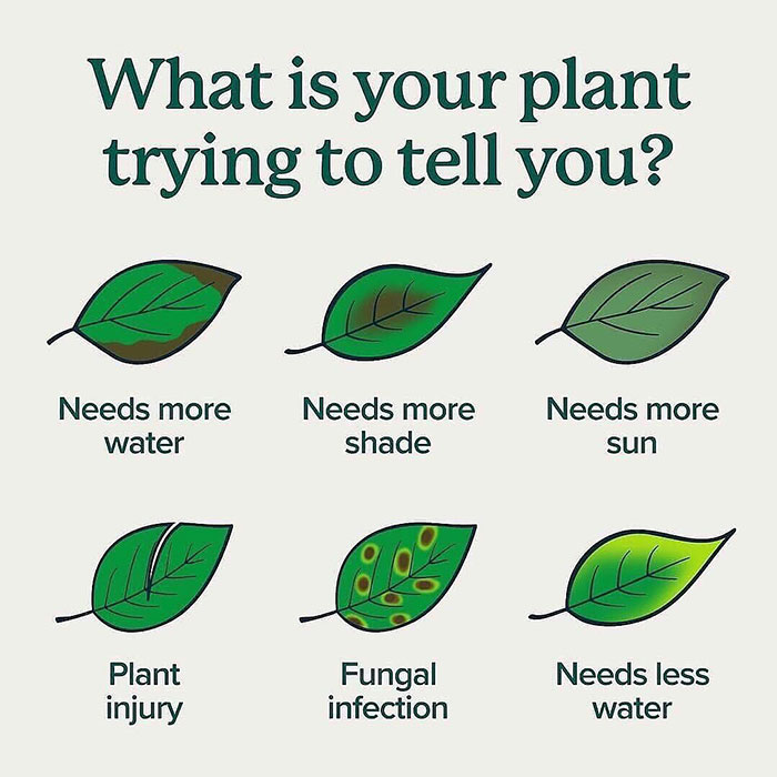 Diagram showing how everything works with plants: issues like water needs, shade, sun, injury, fungal infection.