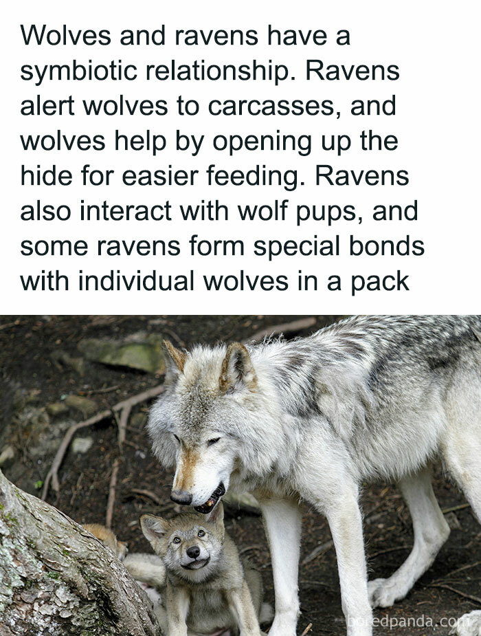 Wolf and pup in forest, highlighting symbiotic relationship with ravens in nature.