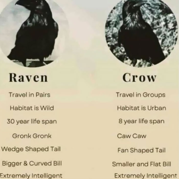 Raven vs Crow infographic comparing habitats, lifespan, and traits.