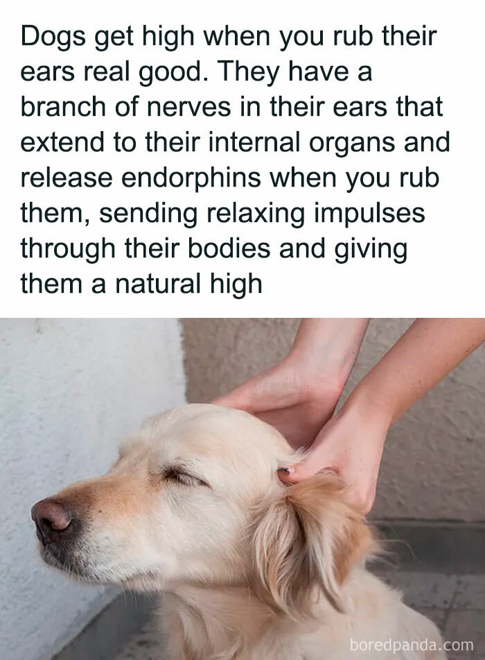 Dog enjoys ear rubs, eyes closed in relaxation, highlighting how everything works with calming nerve impulses and endorphins.