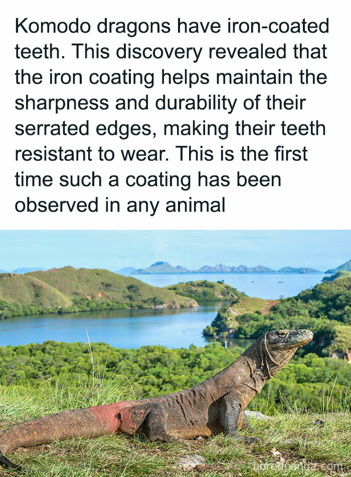 Komodo dragon with iron-coated teeth observed in a natural habitat, showcasing unique evolutionary adaptation.