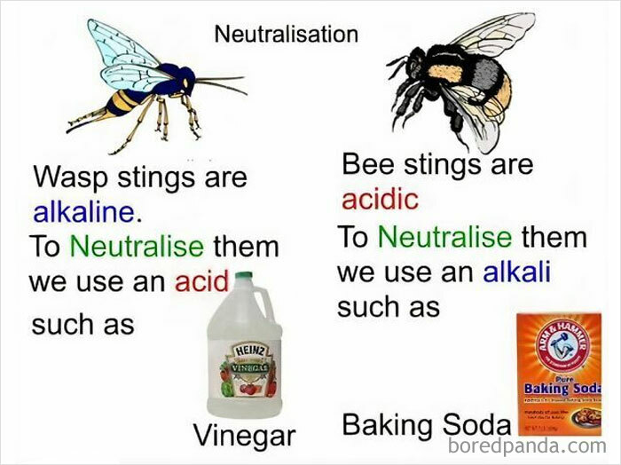 Infographic on how everything works: neutralizing wasp and bee stings using vinegar and baking soda.