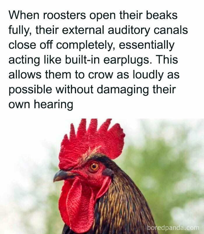 Rooster with open beak demonstrating a unique hearing protection mechanism.