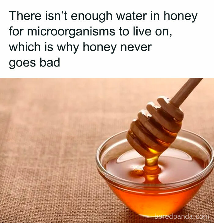 Honey with dipper in a glass bowl, illustrating a fact about honey's long shelf life due to low water content.