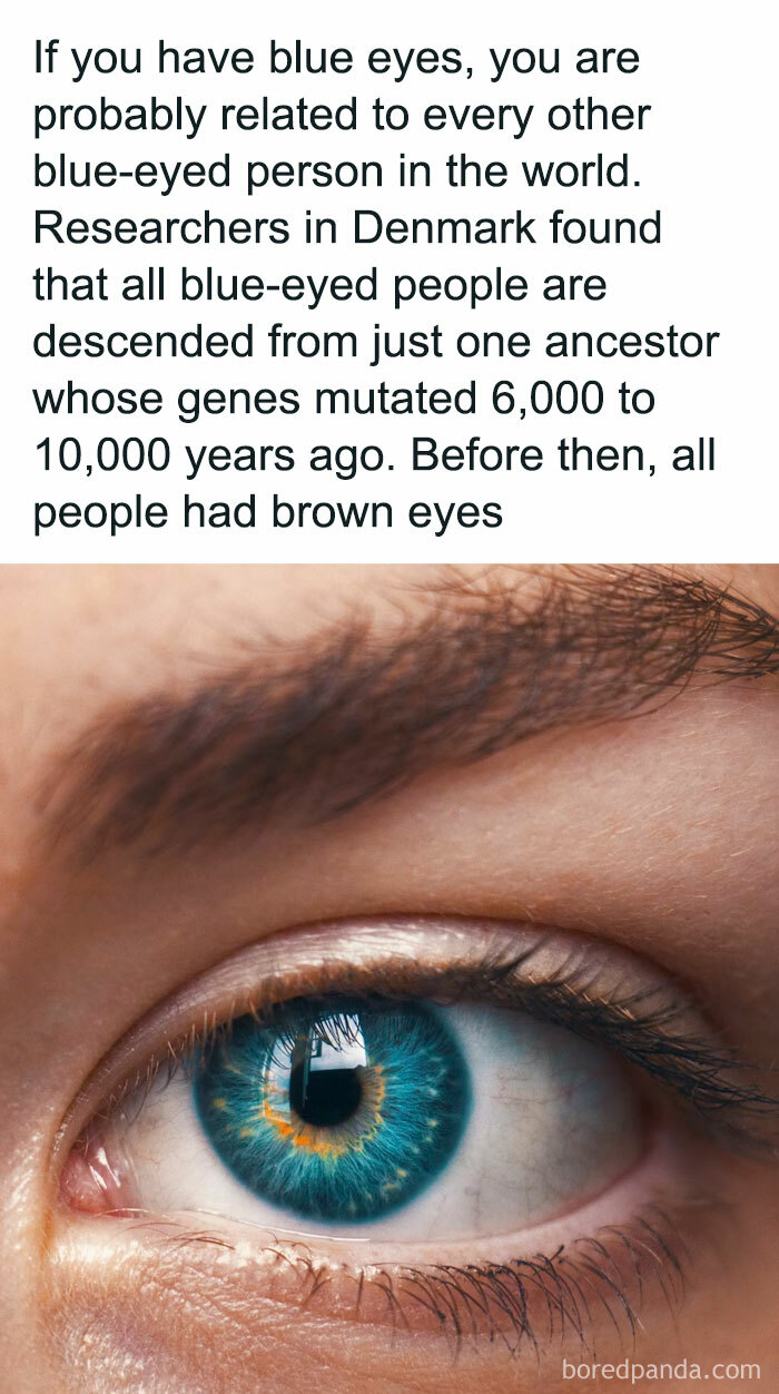 Close-up of a blue eye with text explaining genetic curiosities about blue-eyed ancestry.