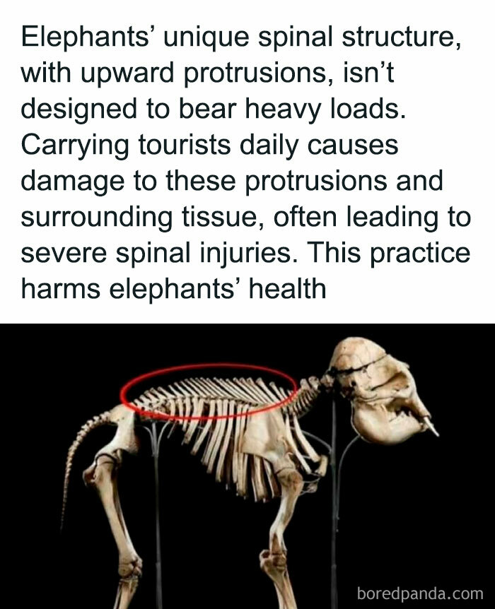 Elephant skeleton showing spinal structure; highlights facts and curiosities about elephants' spines not supporting heavy loads.