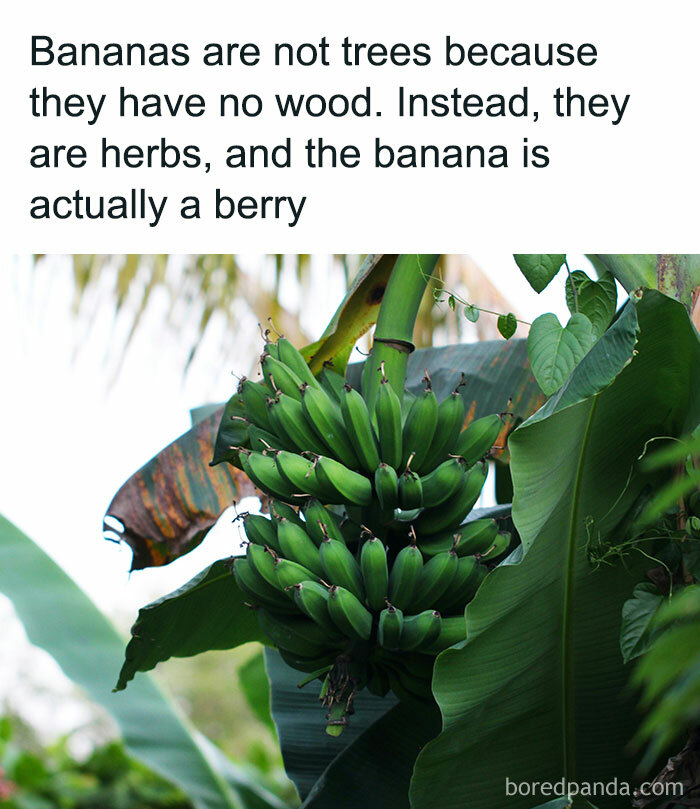 Bananas growing on a herb plant, highlighting that bananas are actually berries.