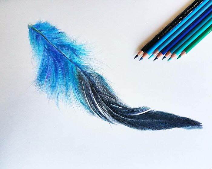 Hyper-realistic pencil drawing of a blue feather with colored pencils beside it.